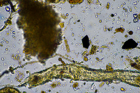 Soil under the microscopy, looking at sand, silt and clay and soil biology, amoebae, fungi, fungal,...