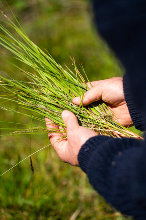 plant and soil agronomy by a farmer in a field on a farmの写真素材