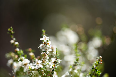 native white flowers on a tea tree plant in the bush in tasmania australia in spring