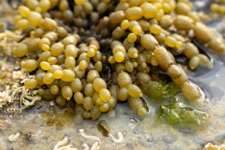 flat rocky coastline by the ocean in australiaの写真素材