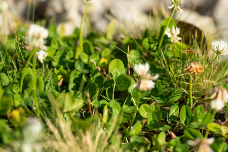 pasture and grasses on a regenerative farm. native plants storaging carbonの写真素材