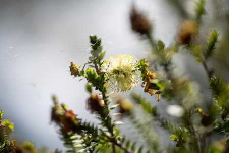 native yellow flowers on a Melaleucas plant in the bush in tasmania