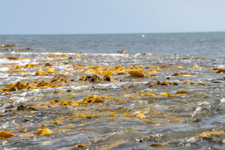 bull kelp seaweed growing on a rocky coastline by the ocean in australiaの写真素材