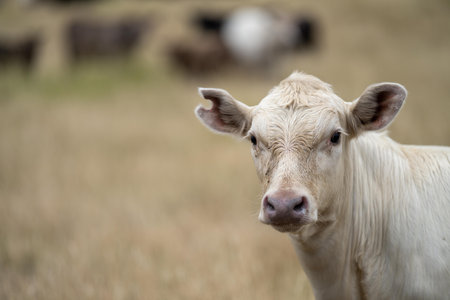 cows in the outback on a farm in australiaの写真素材