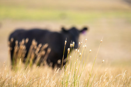 cows in the outback on a farm in australiaの写真素材