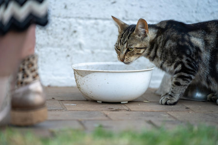 cat eating on a farm in australiaの写真素材