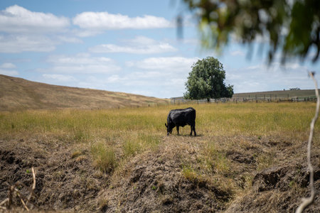 cows and calfs grazing on dry tall grass on a hill in summer in australia. beautiful fat herd of...