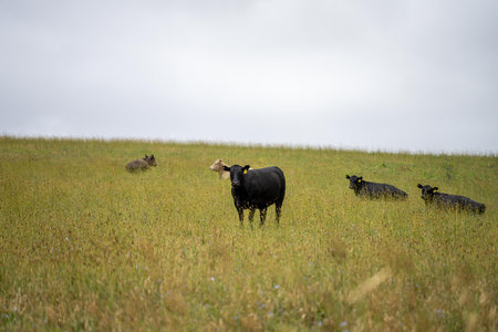 holistic farming on a sustainable agricultural farm growing beef cattle on a farm