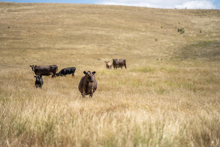 holistic farming on a sustainable agricultural farm growing beef cattle on a farmの写真素材