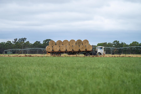 silage and hay fodder in a storage yard on a farm and ranch. animal feed to be fed to animalsの写真素材