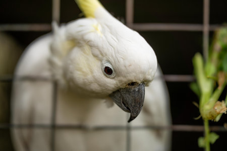 White cockatoo and corella perched in a gum tree in outback Australia. Native Australian birds in a...