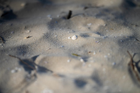 white sand on the beach in the early spring, close-up