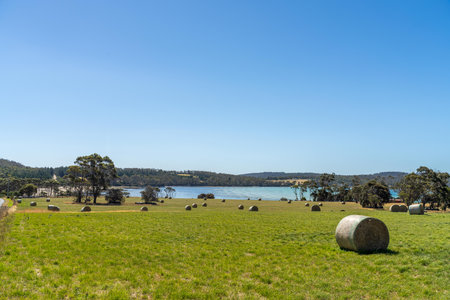hay bales in a field on a farm, Beautiful field with hay in round rolls. A field with haystacks