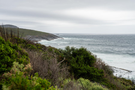 coastal plants growing on the beach in australia. native coastal plants on a cliff by the ocean in a national parkの写真素材