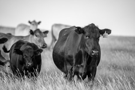 beautiful cattle in Australia  eating grass, grazing on pasture. Herd of cows free range beef being regenerative raised on an agricultural farm. Sustainable farming of food crops.の写真素材