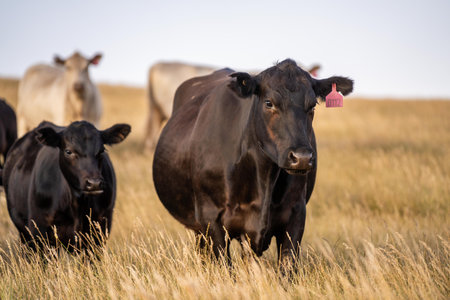 Fat Beef cows grazing on native grasses in a field on a farm practicing regenerative agriculture in...