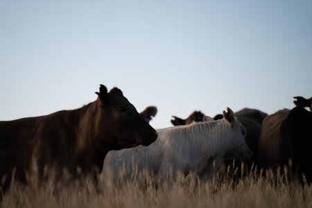 beautiful cattle in Australia  eating grass, grazing on pasture. Herd of cows free range beef being regenerative raised on an agricultural farm. Sustainable farming of food crops.の写真素材