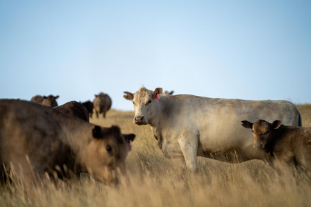 beautiful cattle in Australia  eating grass, grazing on pasture. Herd of cows free range beef being regenerative raised on an agricultural farm. Sustainable farming of food crops.の写真素材