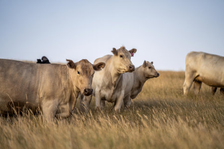 stud fat herd of cows in a field on a regenerative agriculture farm. tall dry grass in summer in australiaの写真素材