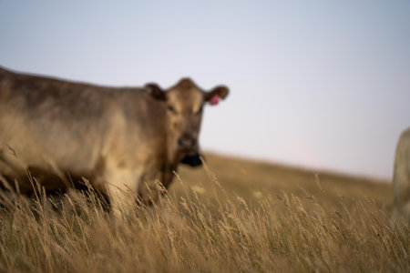 Fat Beef cows grazing on native grasses in a field on a farm practicing regenerative agriculture in...
