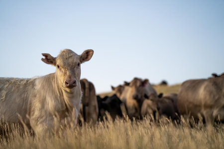 Stud Angus cows in a field free range beef cattle on a farm. Portrait of cow close upの写真素材