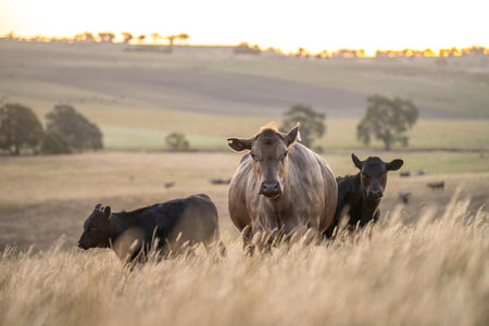 Stud Angus cows in a field free range beef cattle on a farm. Portrait of cow close upの写真素材