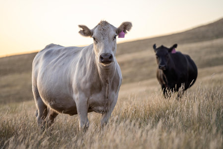 Portrait of Cows in a field grazing. Regenerative agriculture farm storing co2 in the soil with...