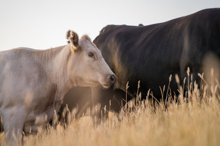 Close up of Angus and Murray Grey Cows eating long pasture in Australia at dusk