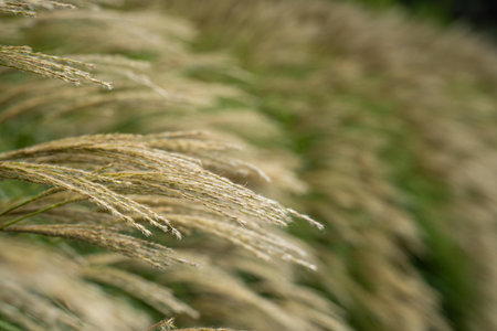 Pampas grass in the garden, close-up, macroの写真素材