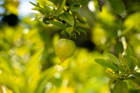 Lemon on the tree in the garden. Limes on the tree.の写真素材