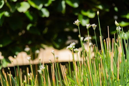 Flowering chives in the garden on a sunny day.の写真素材