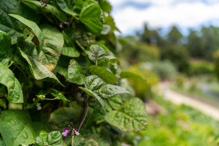 kiwi fruit plant growing on a farm in australia in summerの写真素材