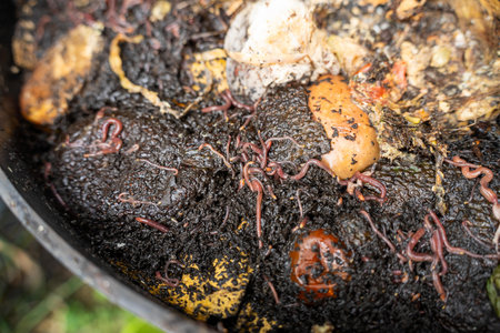 Compost pile, organic thermophilic compost turning in Tasmania Australia