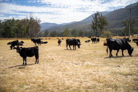 herd of angus cows in tall grass grazing at dusk in an australian farm landscape