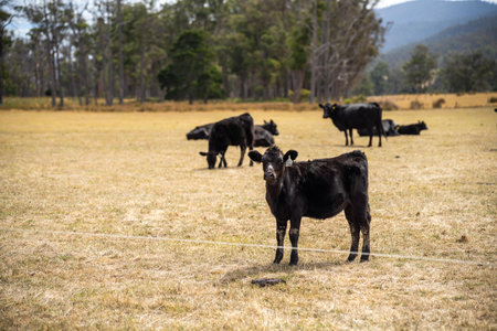 belted galloway cow in a field on a farm in australia