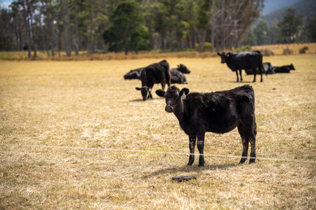cow portrait in a field on a farm