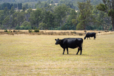 belted galloway cows in a field on a regenerative agricultureの写真素材