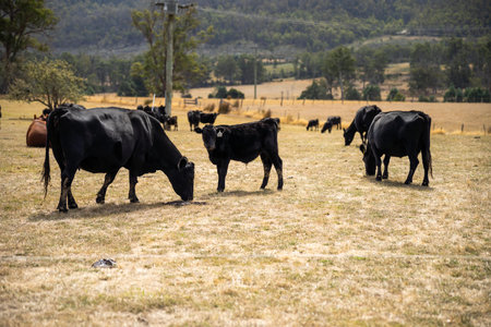 farm shed on a livestock farm. with cows and livestock