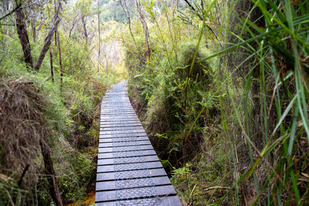 trekking in the wilderness. boardwalk walking track in a national park in tasmaniaの写真素材