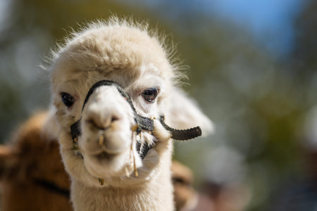 herd of alpaca, alpacas grazing in a field. white llama in a meadow