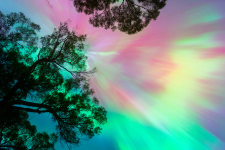 Beautiful northern lights over pine tree in the forest.の写真素材