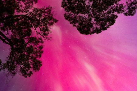 Aurora borealis and pine tree in the night sky.の写真素材