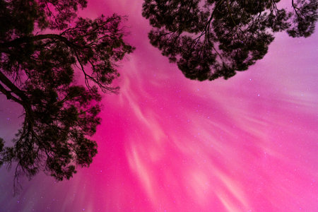Aurora borealis in the night sky over the forest.