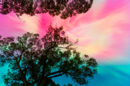 Silhouette of pine tree on colorful sky background. Nature backgroundの写真素材