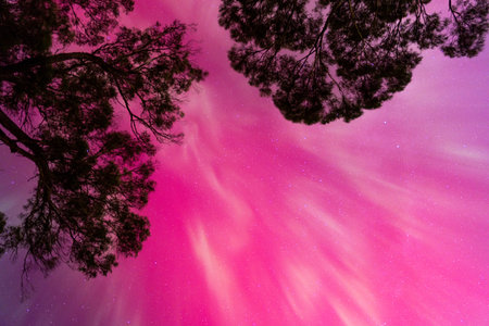 Aurora borealis in the night sky over the forest.の写真素材