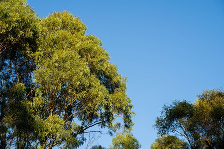 beautiful gum Trees and shrubs in the Australian bush forest. Gumtrees and native plants growing in...