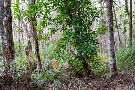 beautiful gum Trees and shrubs in the Australian bush forest. Gumtrees and native plants growing in...