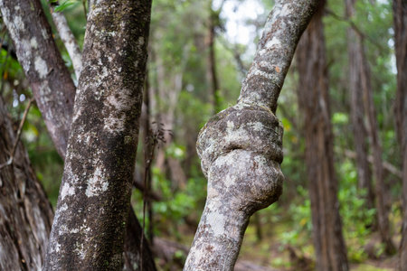 beautiful gum Trees and shrubs in the Australian bush forest. Gumtrees and native plants growing in...