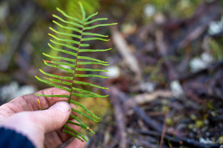 environmental scientist taking a sample in the forest looking at fungi and soil and plants in...