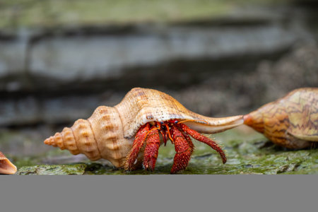 hermit crab in a shell on the rocks at a beach in tasmania australia